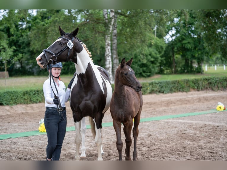 Trakehner Giumenta 1 Anno Morello in Bad Lauterberg im Harz