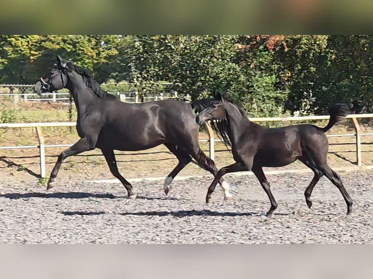 Trakehner Giumenta 1 Anno Morello in Crivitz