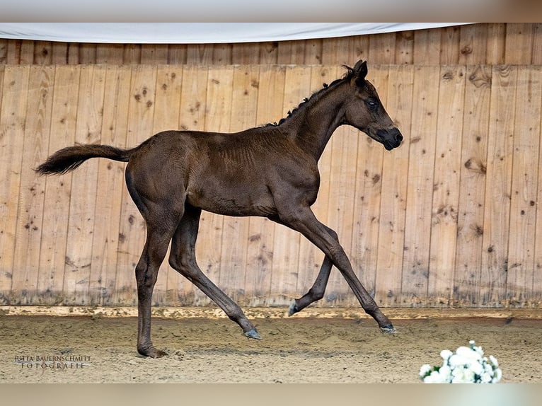 Trakehner Giumenta 1 Anno Morello in Erlensee