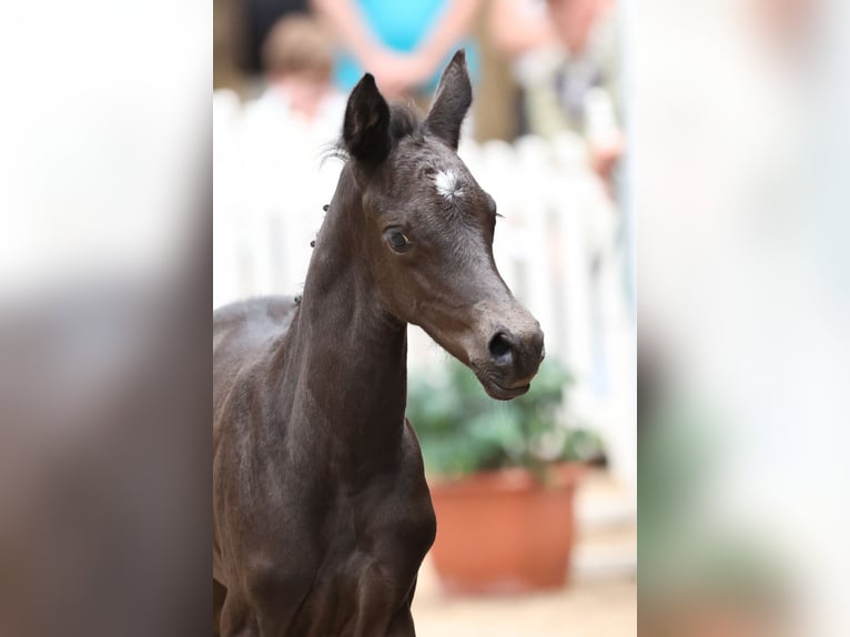 Trakehner Giumenta 1 Anno Morello in Erlensee