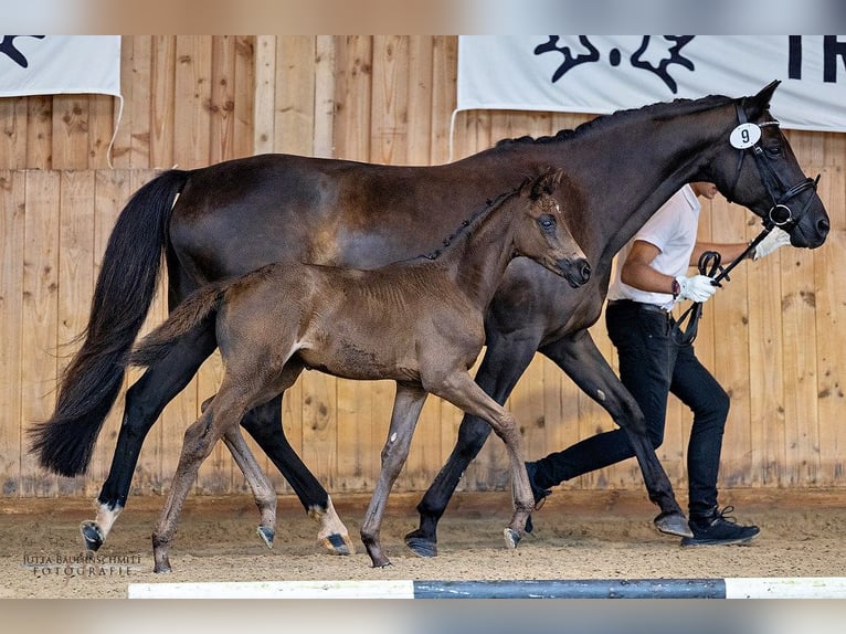 Trakehner Giumenta 1 Anno Morello in Erlensee