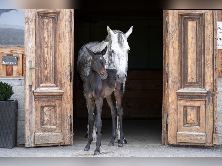 Trakehner Giumenta 1 Anno Può diventare grigio in Passail