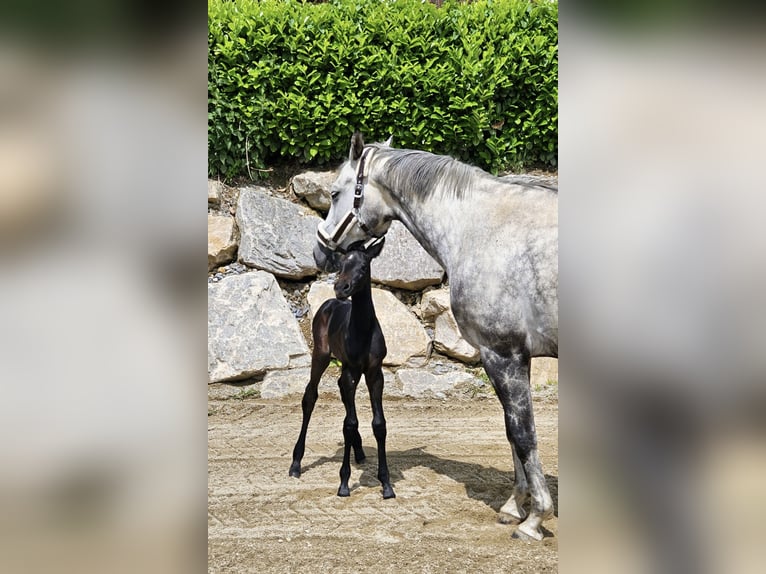 Trakehner Giumenta 1 Anno Può diventare grigio in Passail