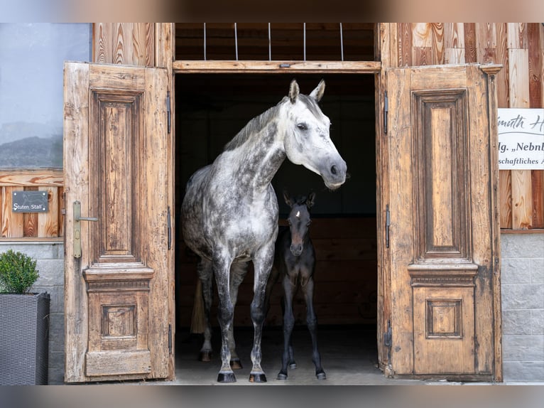 Trakehner Giumenta 1 Anno Può diventare grigio in Passail