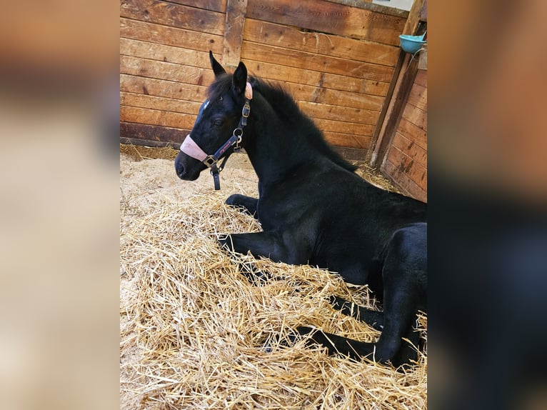 Trakehner Giumenta 1 Anno Può diventare grigio in Passail