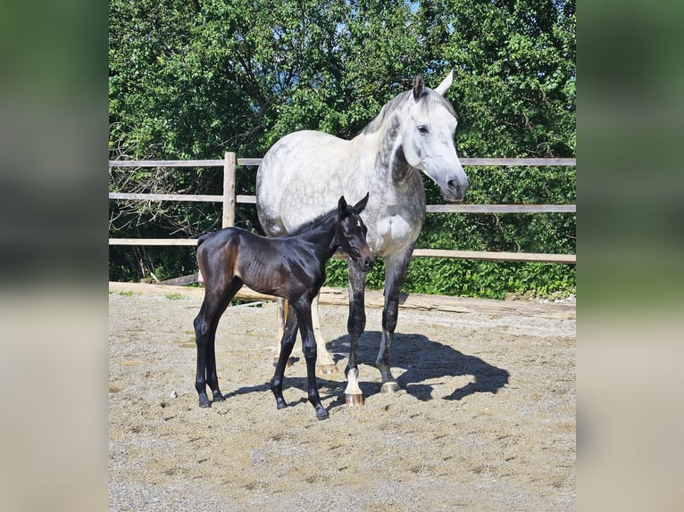 Trakehner Giumenta 1 Anno Può diventare grigio in Passail