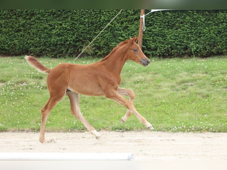 Trakehner Giumenta 1 Anno Sauro in Gotha