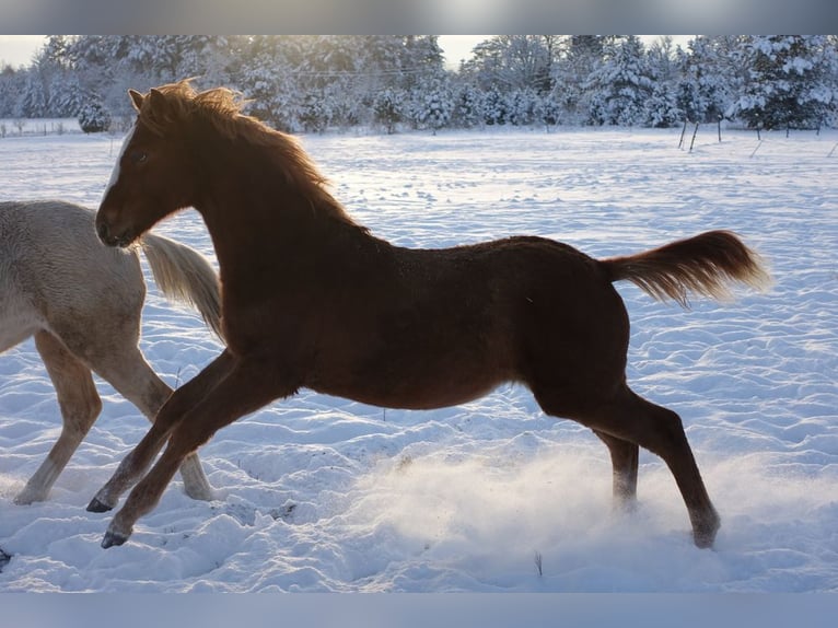 Trakehner Giumenta 1 Anno Sauro in Ruila