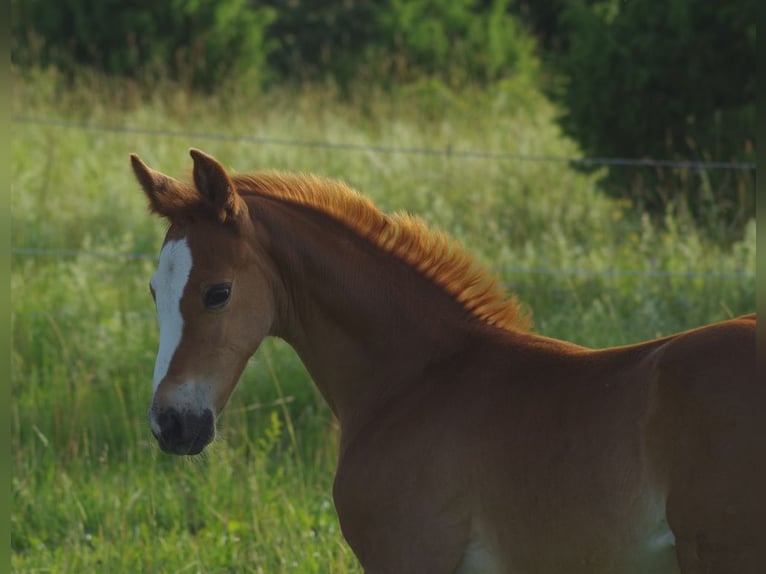 Trakehner Giumenta 1 Anno Sauro in Ruila