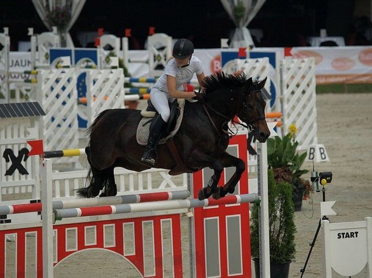 Trakehner Giumenta 1 Anno Sauro in Ruila