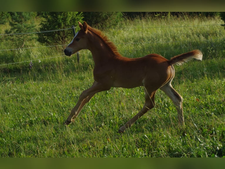 Trakehner Giumenta 1 Anno Sauro in Ruila