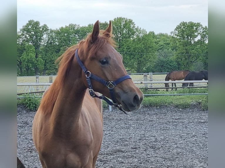 Trakehner Giumenta 1 Anno Sauro scuro in Crivitz
