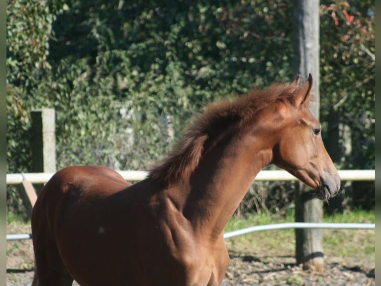 Trakehner Giumenta 1 Anno Sauro scuro in Crivitz