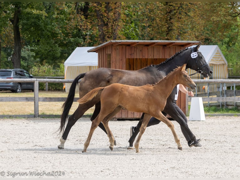 Trakehner Giumenta 1 Anno Sauro scuro in Seeligstadt