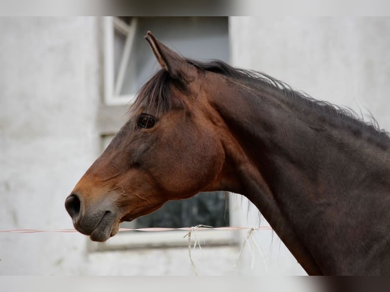 Trakehner Giumenta 21 Anni 163 cm Baio in Scheibenberg