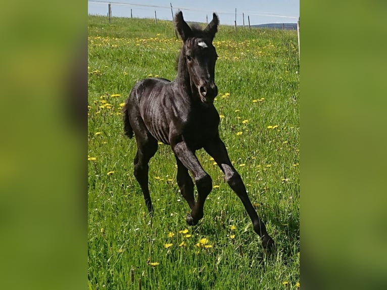 Trakehner Giumenta 21 Anni 163 cm Baio in Scheibenberg