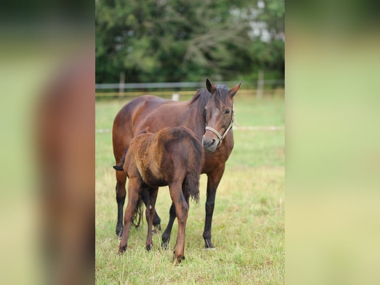 Trakehner Giumenta 21 Anni 163 cm Baio in Scheibenberg