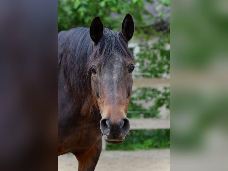 Trakehner Giumenta 21 Anni 163 cm Baio in Scheibenberg