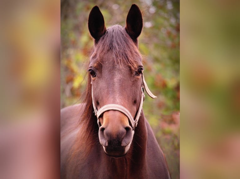 Trakehner Giumenta 21 Anni 163 cm Baio in Scheibenberg