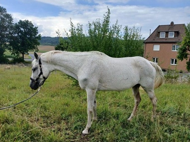 Trakehner Giumenta 22 Anni 162 cm Grigio trotinato in Moringen