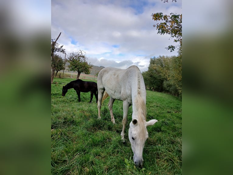 Trakehner Giumenta 22 Anni 162 cm Grigio trotinato in Moringen