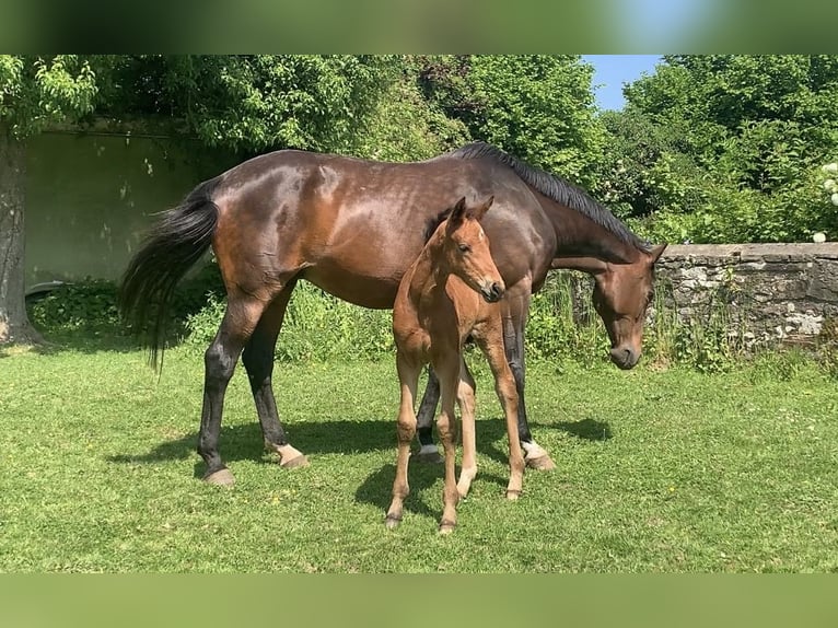 Trakehner Giumenta 22 Anni 168 cm Baio in Melle