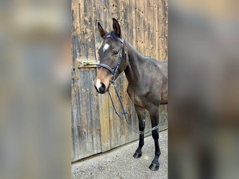 Trakehner Giumenta 2 Anni 147 cm Baio in Pelmberg