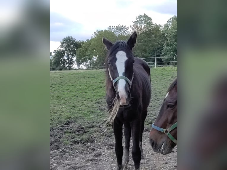 Trakehner Giumenta 2 Anni 151 cm Baio nero in Otterndorf