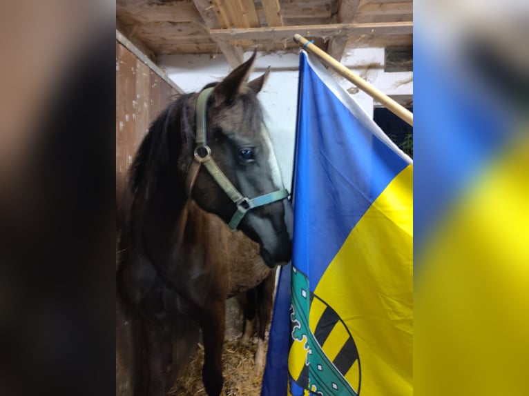 Trakehner Giumenta 2 Anni 151 cm Baio nero in Otterndorf
