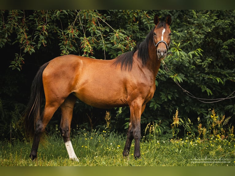 Trakehner Giumenta 2 Anni 160 cm Baio in Wandlitz