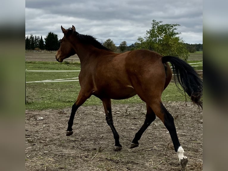 Trakehner Giumenta 2 Anni 163 cm Baio in Päwesin