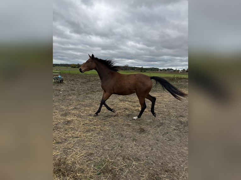 Trakehner Giumenta 2 Anni 163 cm Baio in Päwesin