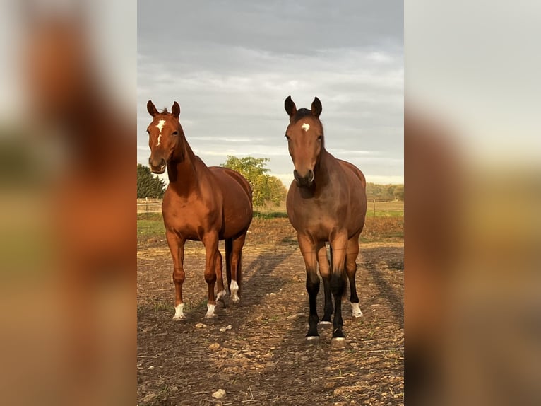 Trakehner Giumenta 2 Anni 163 cm Baio in Päwesin