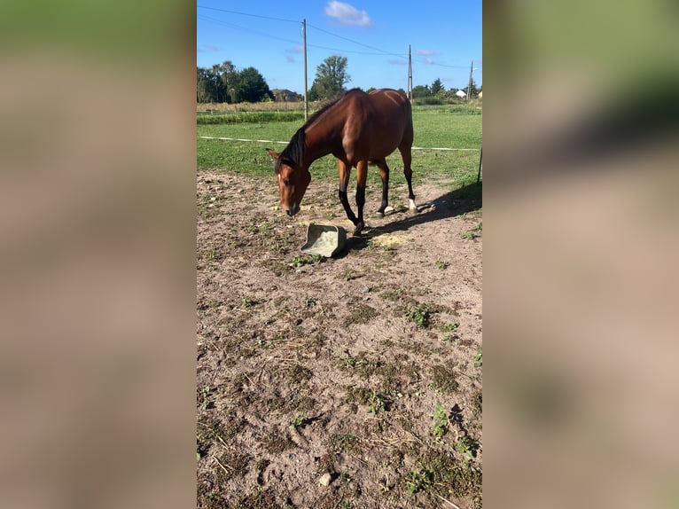 Trakehner Giumenta 2 Anni 163 cm Baio in Päwesin