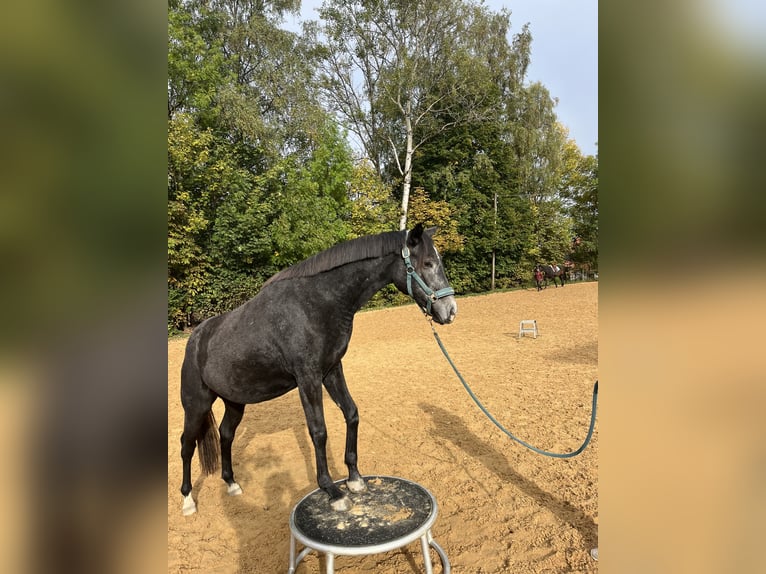 Trakehner Giumenta 2 Anni 164 cm Grigio pezzato in Murnau am Staffelsee