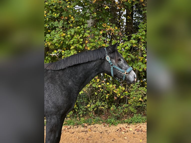 Trakehner Giumenta 2 Anni 164 cm Grigio pezzato in Murnau am Staffelsee