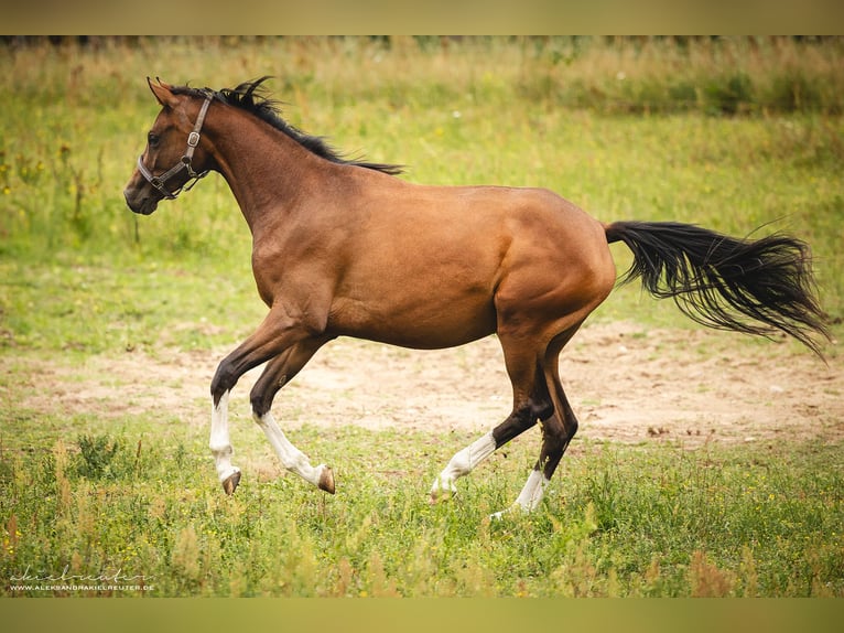 Trakehner Giumenta 2 Anni 165 cm Baio in Wandlitz