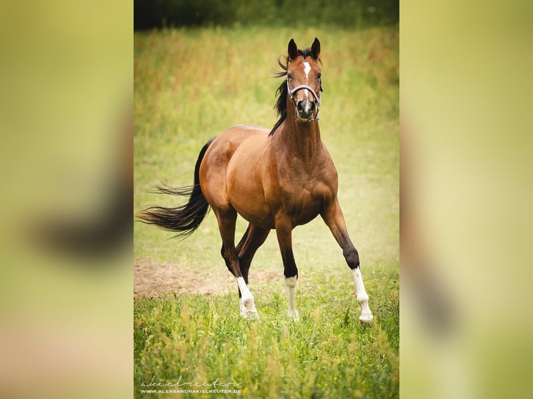 Trakehner Giumenta 2 Anni 165 cm Baio in Wandlitz