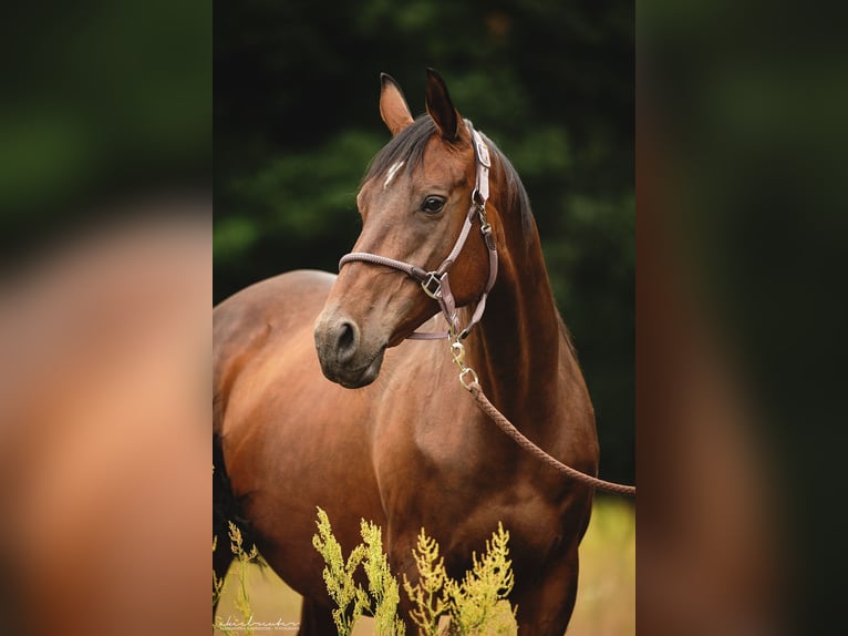 Trakehner Giumenta 2 Anni 165 cm Baio in Wandlitz