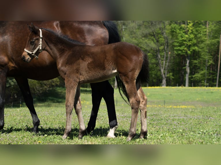 Trakehner Giumenta 2 Anni 165 cm Baio in Wandlitz