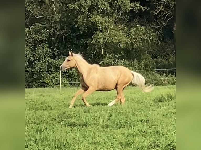 Trakehner Giumenta 2 Anni 165 cm Palomino in Schwarzenbek