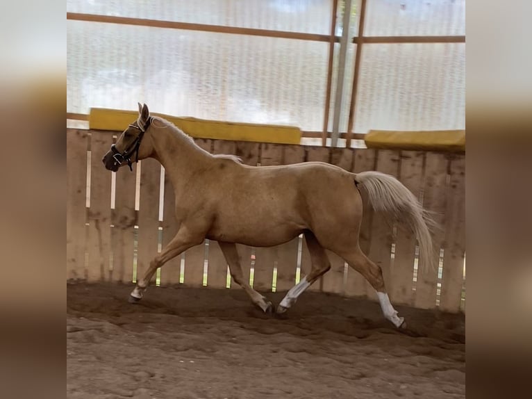 Trakehner Giumenta 2 Anni 165 cm Palomino in Schwarzenbek