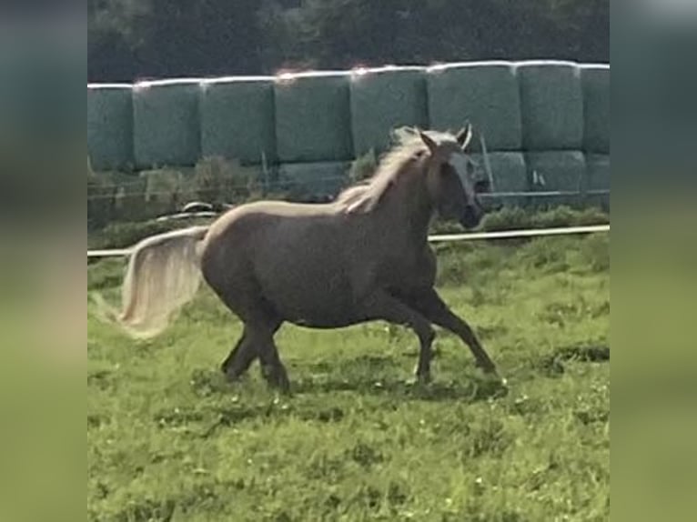 Trakehner Giumenta 2 Anni 165 cm Palomino in Schwarzenbek