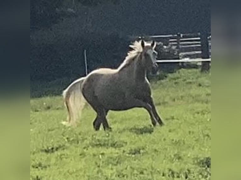 Trakehner Giumenta 2 Anni 165 cm Palomino in Schwarzenbek