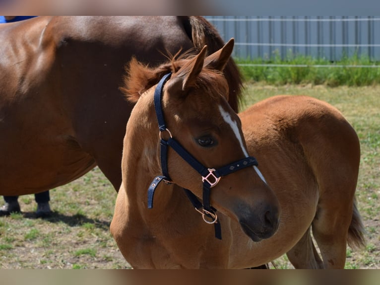 Trakehner Giumenta 2 Anni 165 cm Sauro in Donauwörth