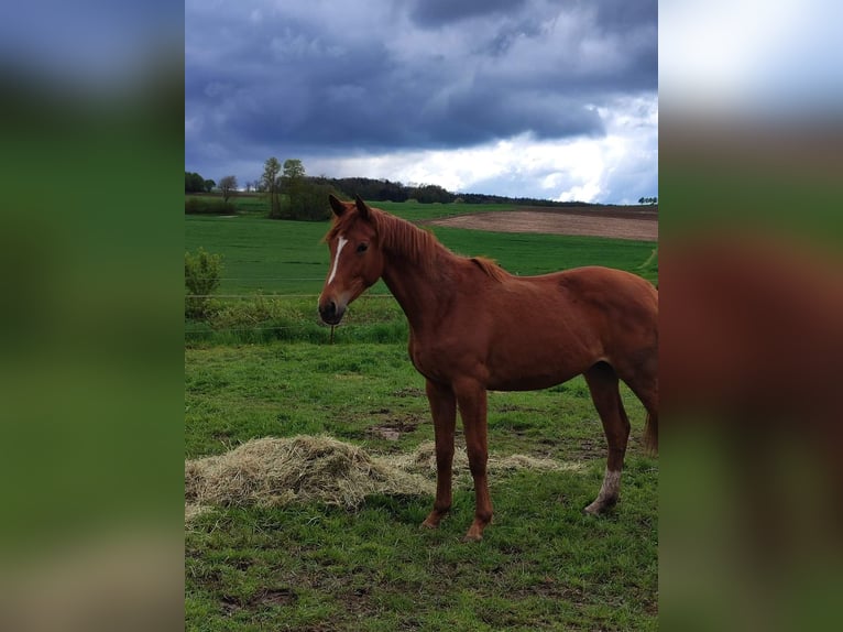 Trakehner Giumenta 2 Anni 165 cm Sauro in Donauwörth