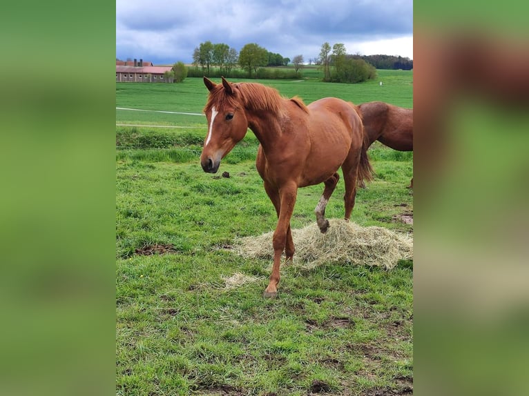 Trakehner Giumenta 2 Anni 165 cm Sauro in Donauwörth