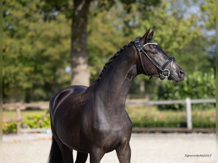 Trakehner Giumenta 2 Anni 166 cm Baio scuro in Selk