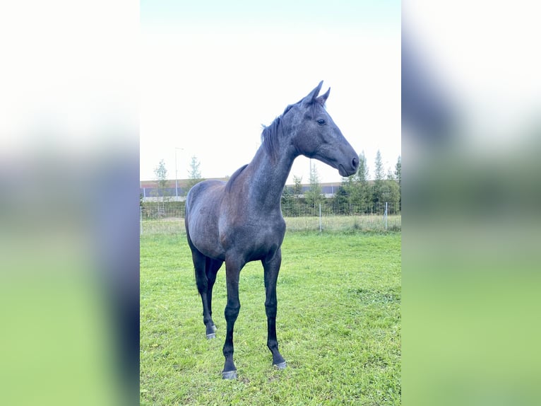 Trakehner Giumenta 2 Anni 166 cm Grigio in Sankt Michael