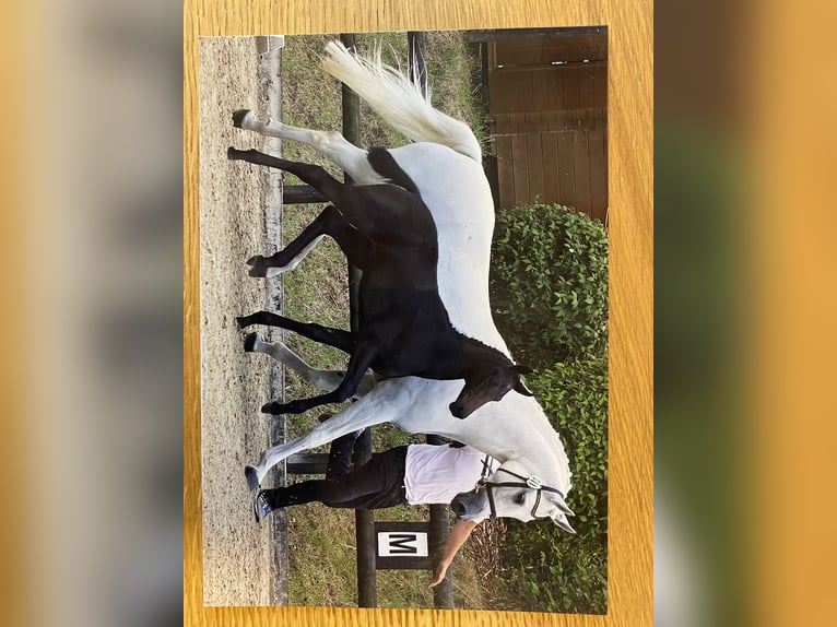 Trakehner Giumenta 2 Anni 166 cm Grigio in Sankt Michael